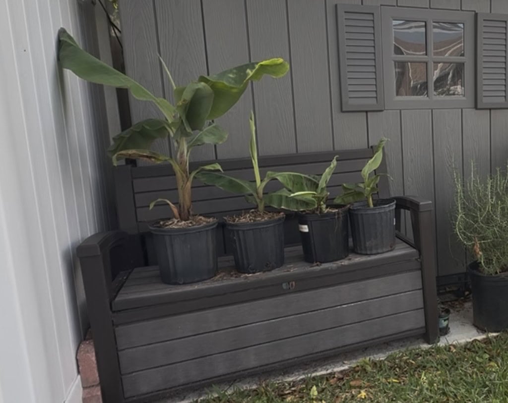 Potted banana plants on a garden bench in a Florida backyard.
